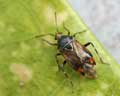 Deraeocoris flavilinea