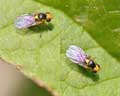 Chloropidae Belgique