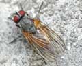 Diptera Belgique