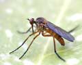 Empis syercorea - profil