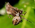 Ennemi: Araneus diadematus