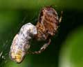 Araneus diadematus et Guêpe