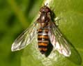 Episyrphus balteatus