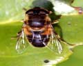 Eristalis pertinax (Eristale opiniâtre)