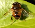 Eristalis tenax (Eristale gluante - Mouche pourceau)