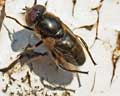 Eristalinus sepulchralis