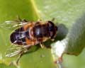 Eristalis pertinax