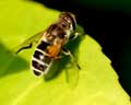 Eristalis arbustorum