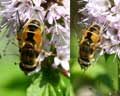 Eristalis arbustorum