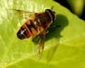 Eristalis tenax (Eristale gluante - Mouche pourceau)