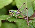 Eupholidoptera chabrieri