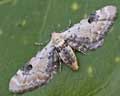 Eupithecia centaureata