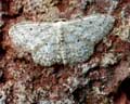 Idaea seriata 01