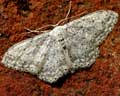 Idaea seriata 02