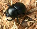 Geotrupes stercorarius