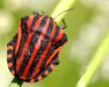 Graphosoma italicum