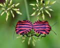 Graphosoma italicum