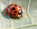 Harmonia axyridis