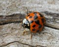 Harmonia axyridis