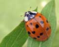 Harmonia axyridis