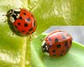 Harmonia axyridis F02