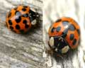 Harmonia axyridis