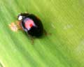 Harmonia axyridis(?)