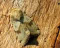 Heliothis viriplaca