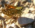 Hesperia comma