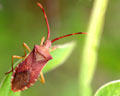 Gonocerus acuteangulatus