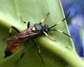 Ichneumon stramentor