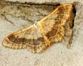 Idaea aversata