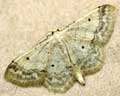 Idaea biselata