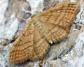 Idaea ochrata