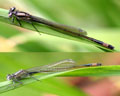 Ischnura elegans