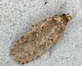 Agonopterix sp.