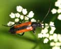 Leptura melanura (Stenurella)