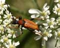 Leptura (Corymbia) rubra