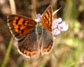 Lycaena phlaeas