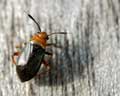 Lygaeidae sp. (Scolopostethus decoratus ?)