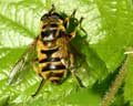 Myathropa florea