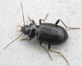 Nebria brevicollis