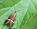 Nemophora degeerella (Adela)