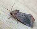 Noctuidae sp. 04