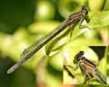 Odonata sp. 01