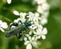 Oedemera nobilis