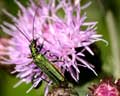 Oedemera sp. (femelle)