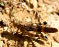 Oedipoda germanica