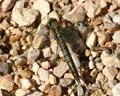 Orthetrum cancellatum