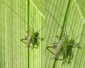 Leptophyes punctatissima larve Belgique